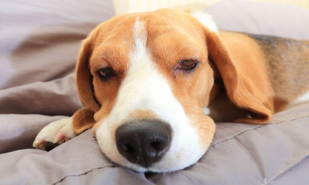 Welche Nebenwirkungen kann Inflacam bei Hunden hervorrufen?