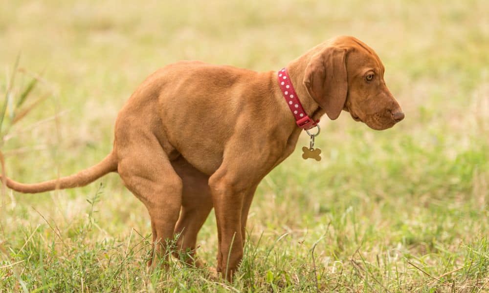 Welche Nebenwirkungen kann Kesium bei Hunden hervorrufen?