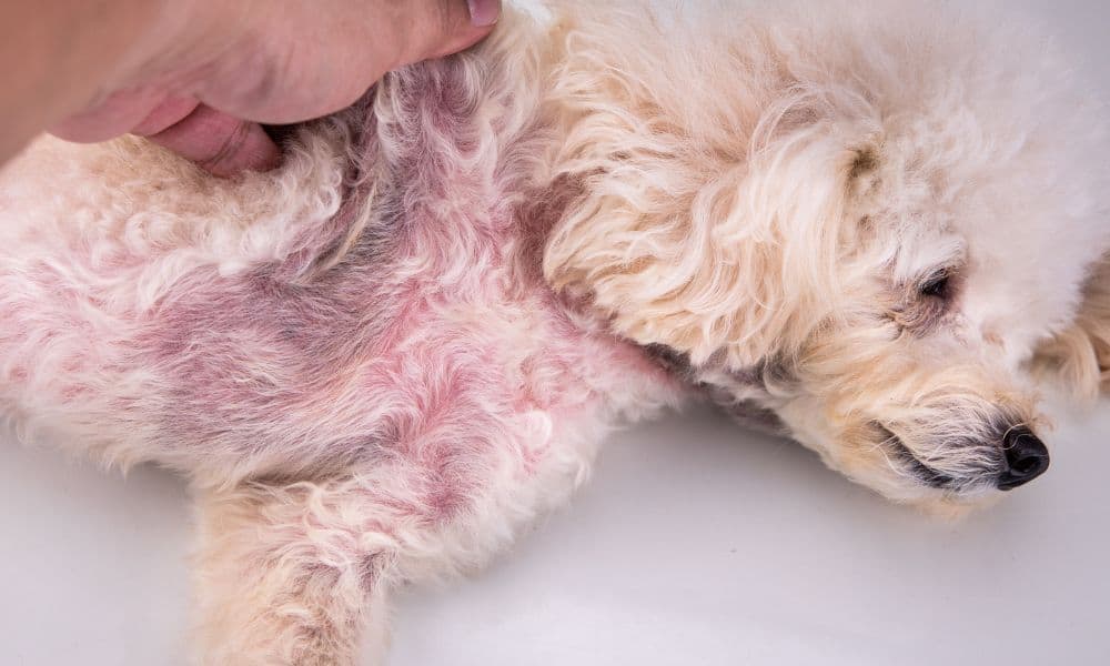 Kann mein Hund allergisch gegen Lammknochen sein?