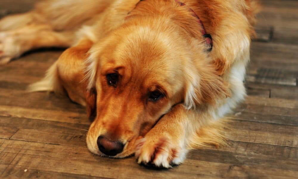 Leberversagen beim Hund: Chronisch und Akut 