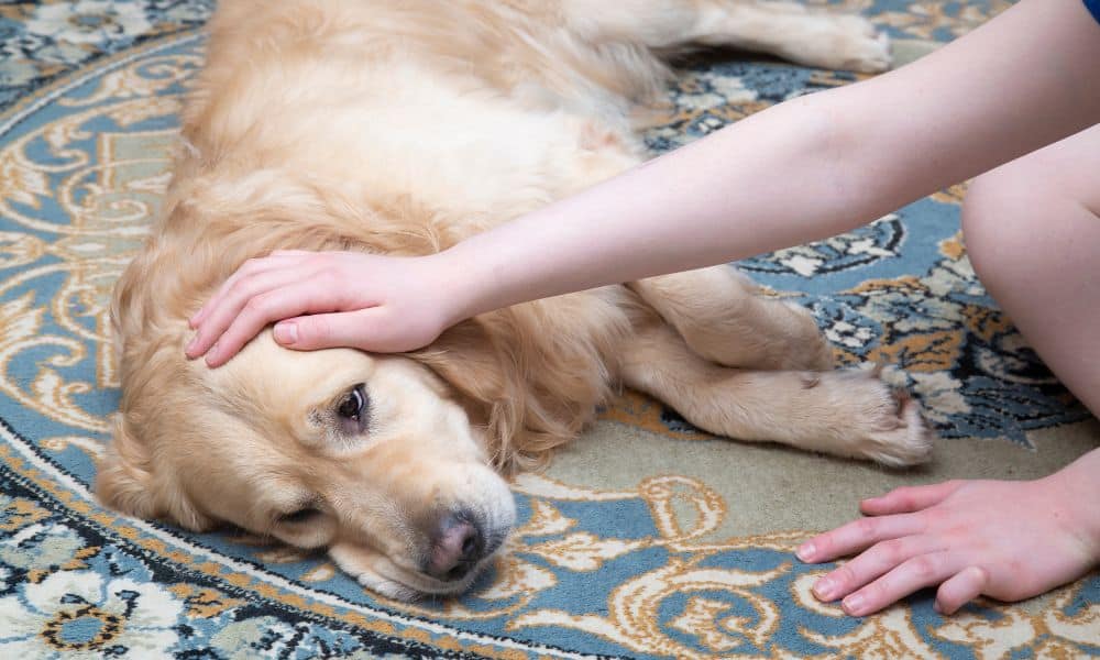 Leberversagen beim Hund im Endstadium: Leberzirrhose Symptome und Lebenserwartung