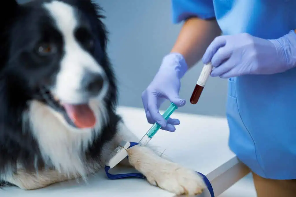 Behandlung und Therapie von Leishmaniose beim Hund