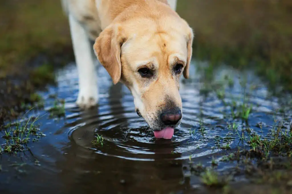 leptospirose hund