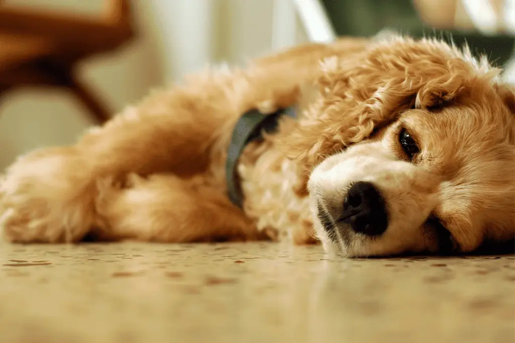 Welche Nebenwirkungen kann Luminal bei Hunden hervorrufen?