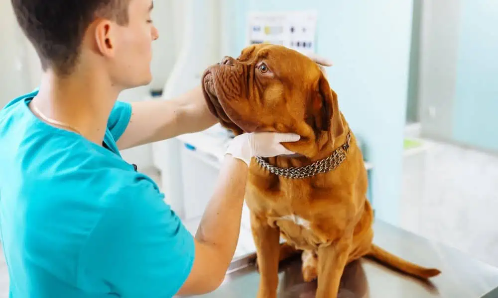 Wann zum Tierarzt mit geschwollenen Lymphknoten?