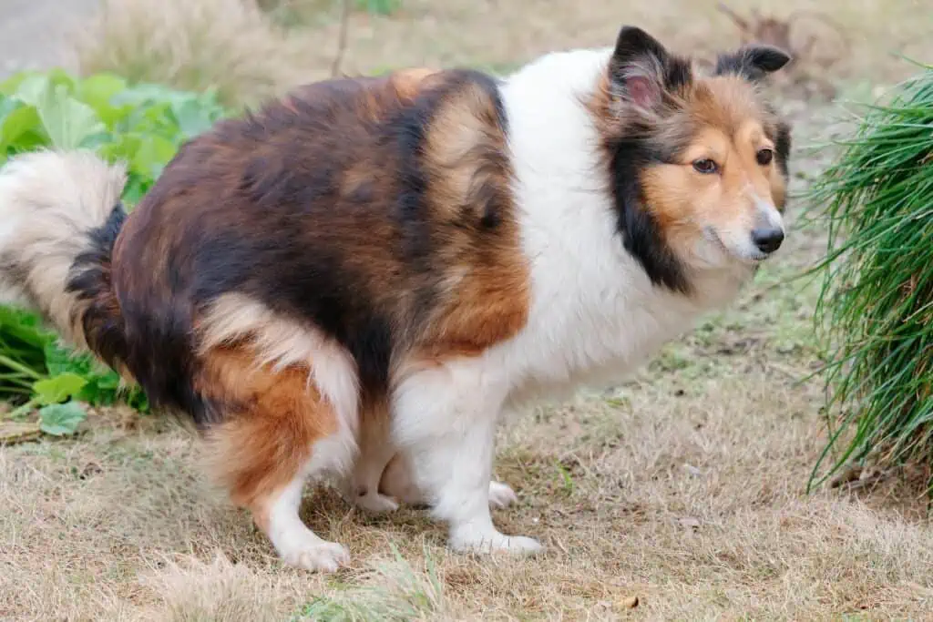 magen-darm probleme hund hausmittel