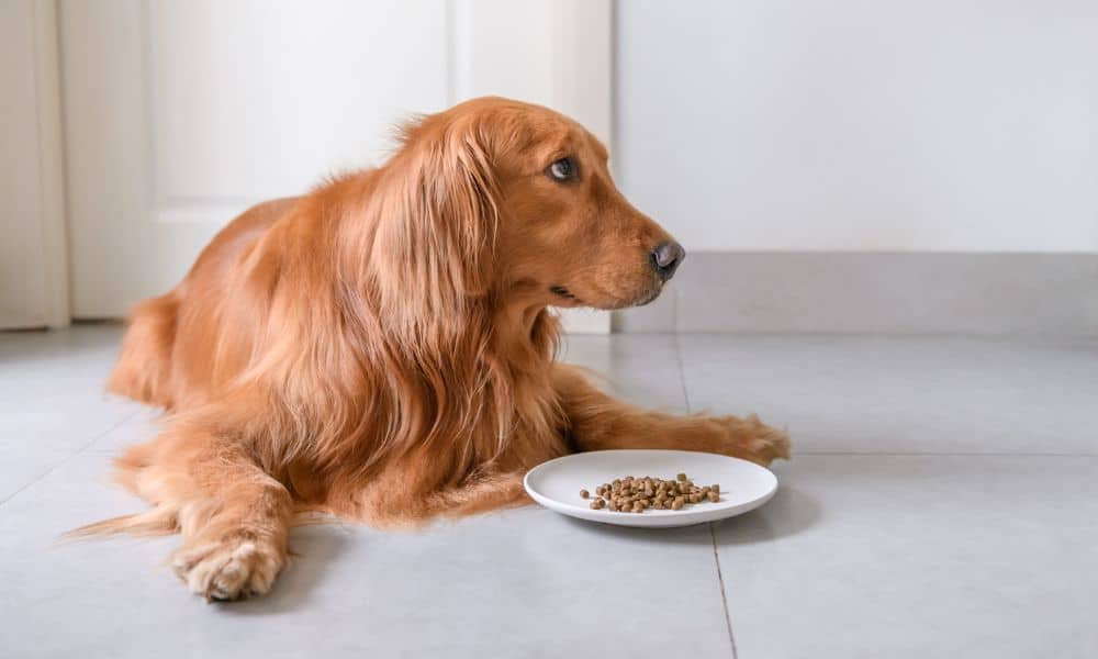 Hausmittel helfen nicht? Was kann noch helfen, wenn mein Hund eine Magenschleimhautentzündung hat?