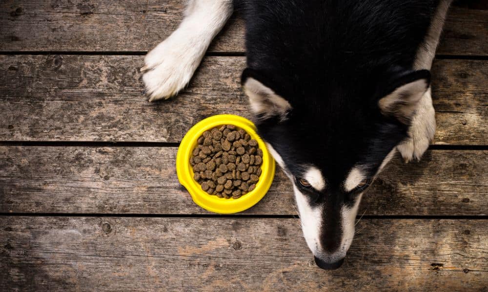Welche Nebenwirkungen kann Meloxidyl bei Hunden hervorrufen?