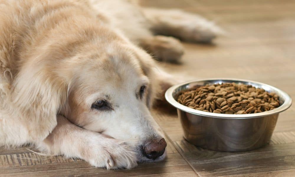 Welche Nebenwirkungen kann Meloxoral bei Hunden hervorrufen?