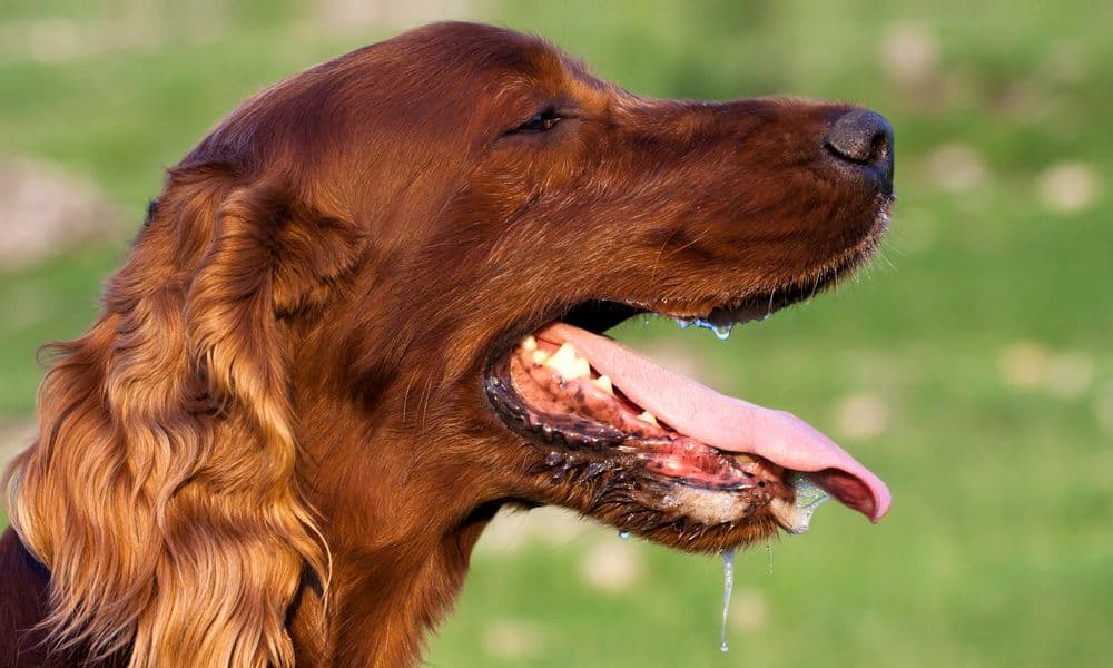 Welche Nebenwirkungen kann Metamizol bei Hunden hervorrufen?