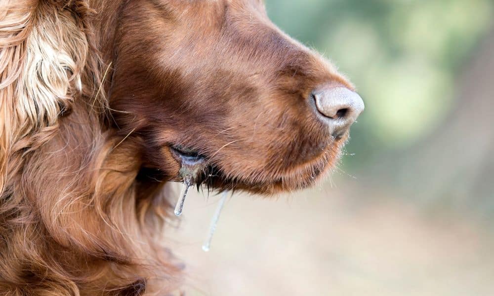 Welche Nebenwirkungen kann Metronidazol bei Hunden hervorrufen?