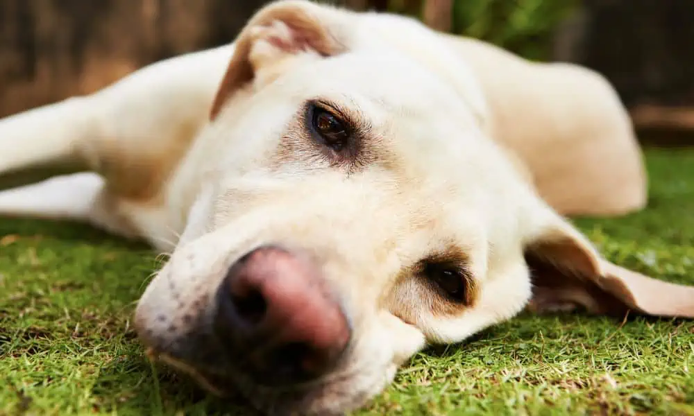 Welche Nebenwirkungen kann Milbemax bei Hunden hervorrufen?