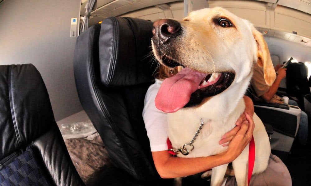 Gibt es Fluggesellschaften, die das Transportieren von großen Hunden in der Kabine erlauben?