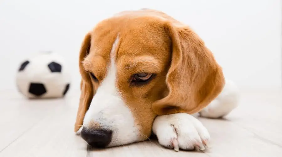 Nierenversagen Hund Endstadium Symptome