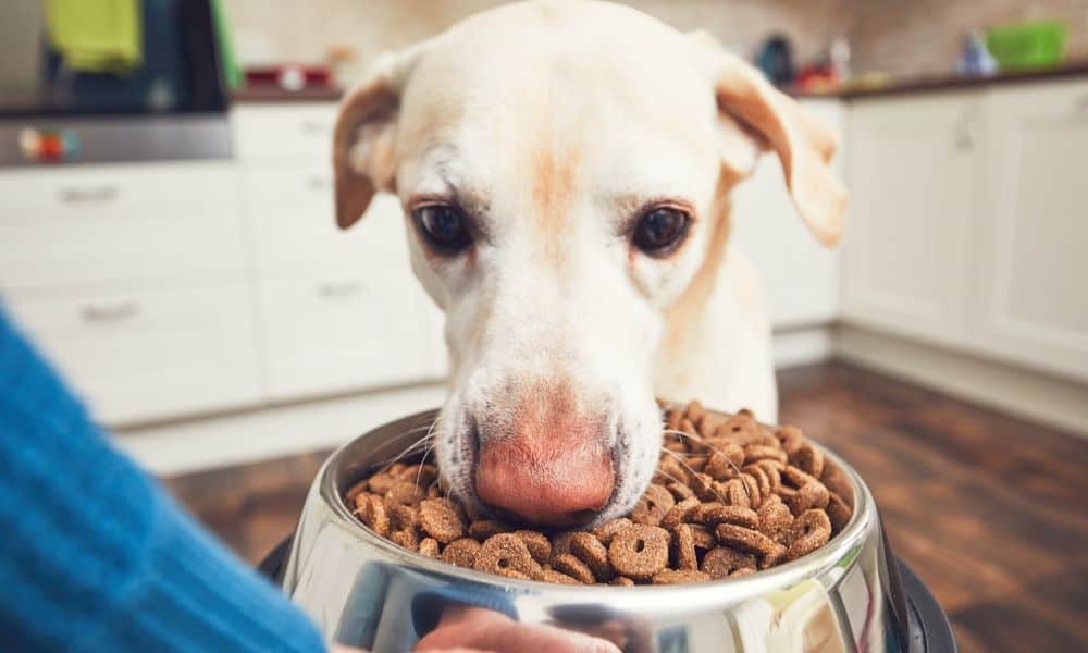 Welche Nebenwirkungen kann Pexion bei Hunden hervorrufen?