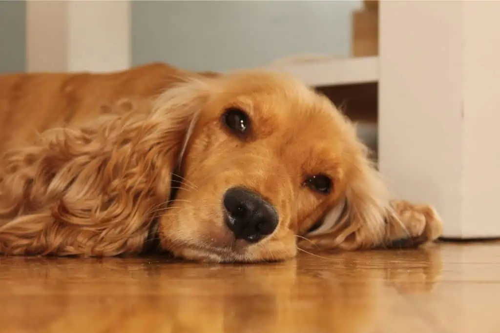 Welche Nebenwirkungen kann Phenoleptil bei Hunden hervorrufen?