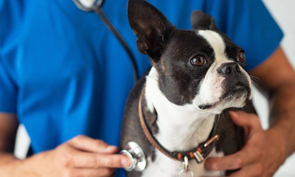 Pimobendan für Hunde: Dosierung, Nebenwirkung Alternativen