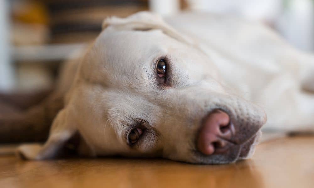 Welche Nebenwirkungen kann Prednitab bei Hunden hervorrufen?
