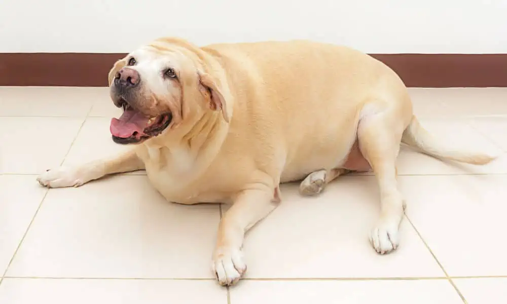 Schilddrüsenunterfunktion Symptome beim Hund: Welche Anzeichen sind typisch?