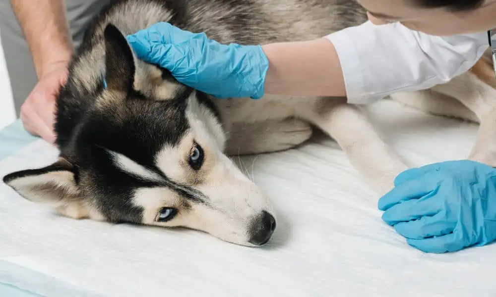 Wann sollte ich zum Tierarzt und welche Behandlungsmöglichkeiten gibt es bei Schilddrüsenunterfunktion beim Hund?