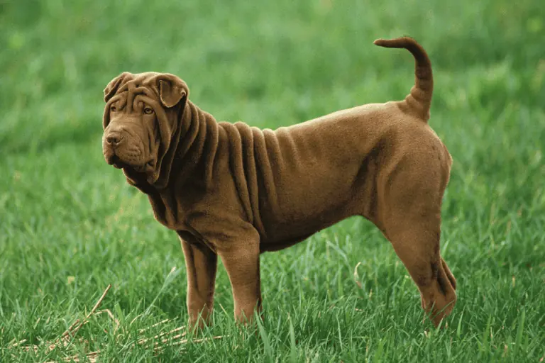 shar pei kampfhund/listenhund