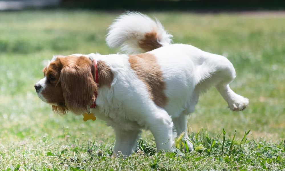 Welche Nebenwirkungen kann Sileo bei Hunden hervorrufen?