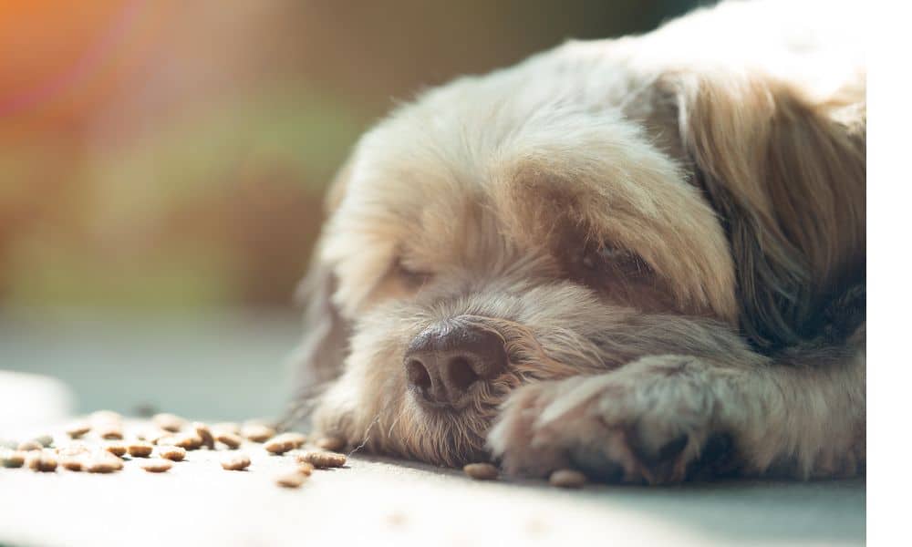 Welche Nebenwirkungen kann Simparica bei Hunden hervorrufen?