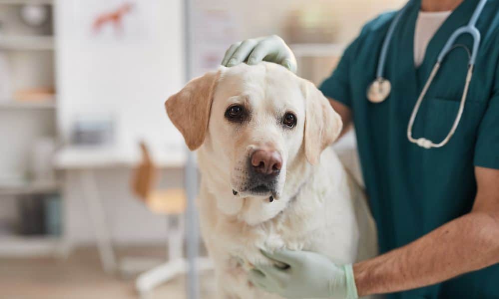 Behandlung und Kosten beim Tierarzt