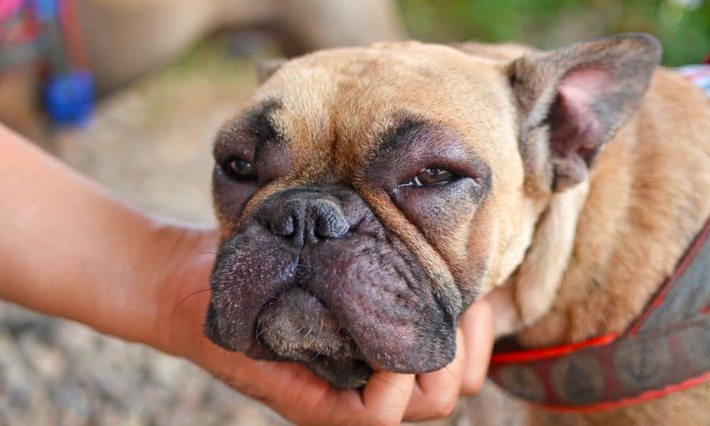 Welche Nebenwirkungen hat Synulox bei Hunden?