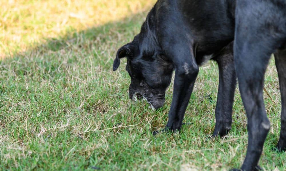 Welche Nebenwirkungen kann Tralieve bei Hunden hervorrufen?