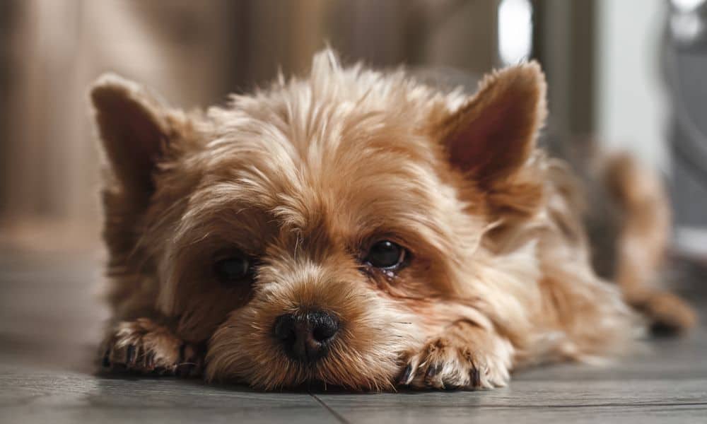 Welche Nebenwirkungen kann Trocoxil bei Hunden hervorrufen?