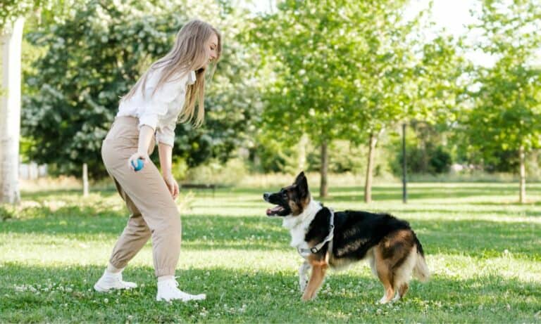 Wie lange trauert ein Hund bei Besitzerwechsel? (Ratgeber)