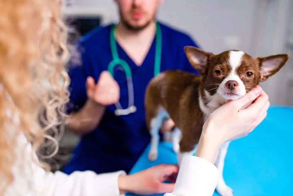Wann sollte ich zum Tierarzt und welche Behandlungsmöglichkeiten gibt es, wenn mein Hund Würmer hat?
