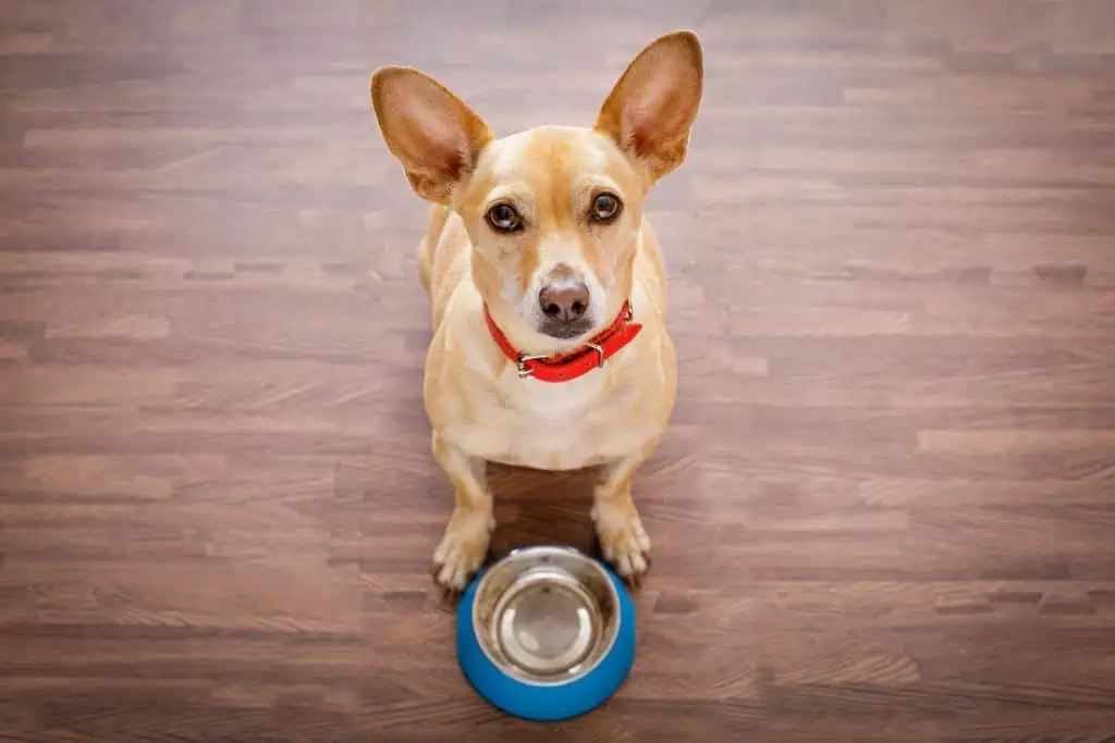 Welche Nebenwirkungen kann Ypozane bei Hunden hervorrufen?