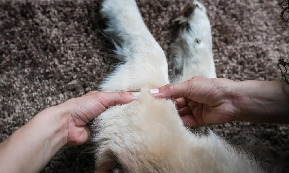 Zerrung Hund – 6 Hausmittel, die helfen
