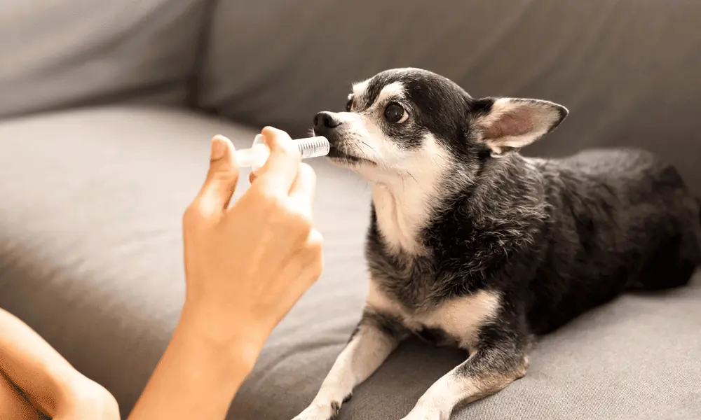 Hausmittel helfen nicht – Was kann ich noch tun, wenn mein Hund eine Zerrung hat?