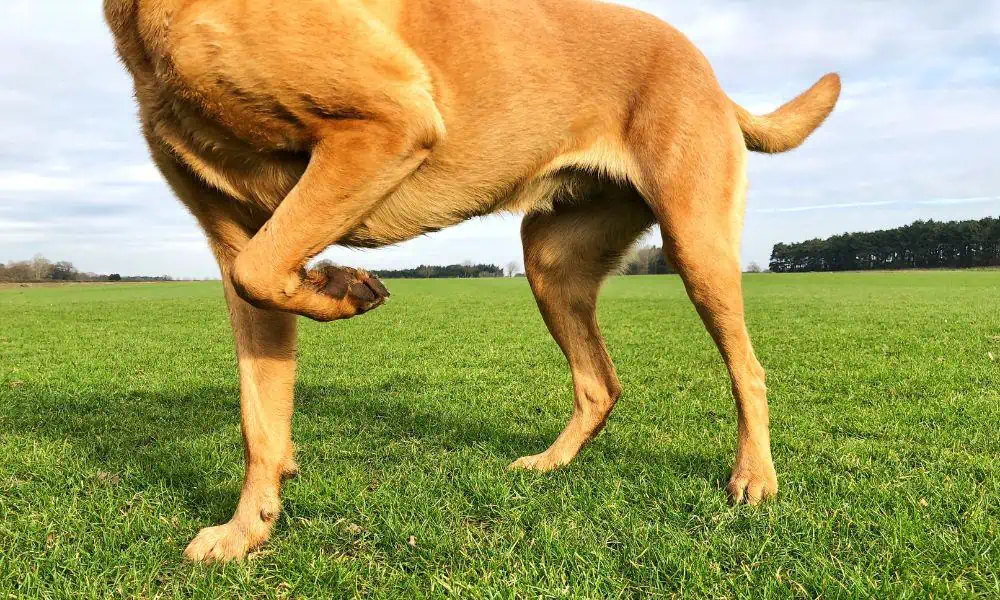 zerrung hund hausmittel