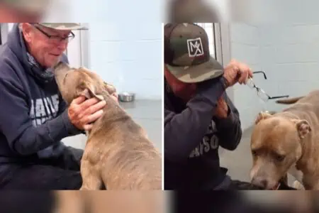 200 Tage der Trennung: Als dieser Hund und sein Besitzer sich in die Arme schließen, rollen Tränen