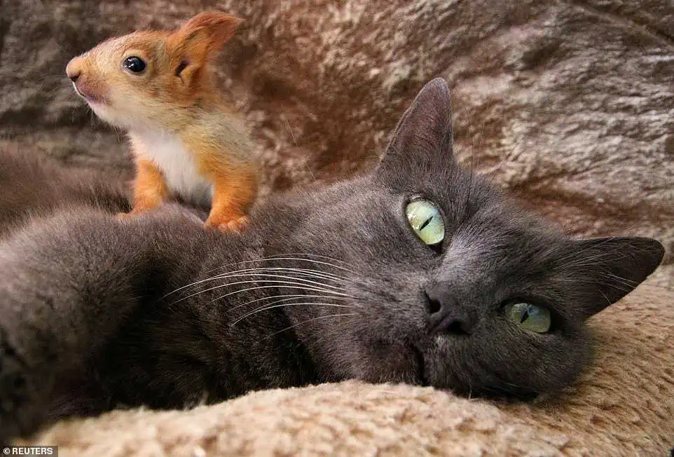 Diese Katze adoptiert keine Kätzchen, sondern... Eichhörnchenbabys?!