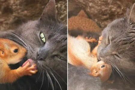 4 verlassene Baby-Eichhörnchen im Park gefunden – Wer sie adoptiert, ist einfach unglaublich