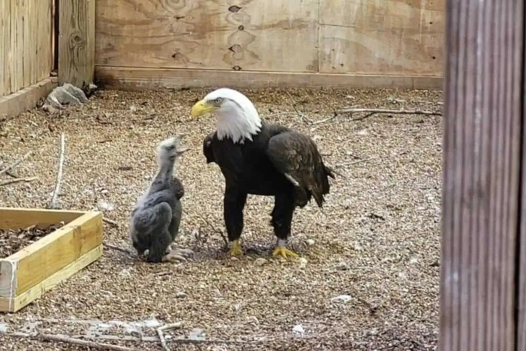 Adler will Stein ausbrüten - seine Reaktion, als er plötzlich ein echtes Baby hat, ist unschlagbar