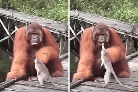 Äffchen will Orang-Utan eine Banane aus dem Mund klauen – Was dann passiert, lässt Lachtränen rollen