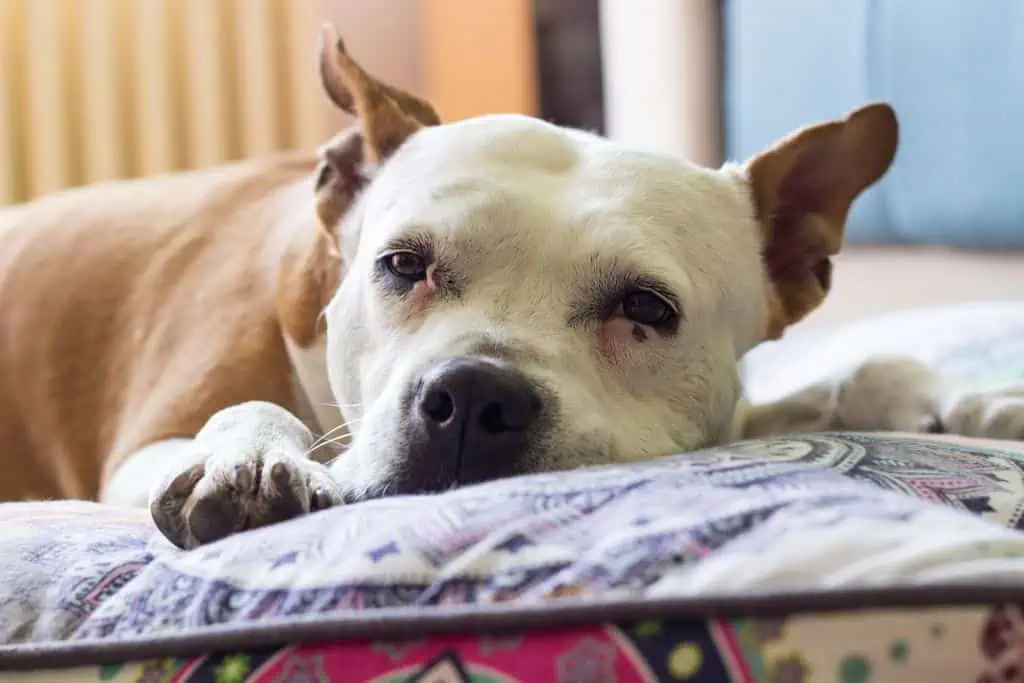 Welche Nebenwirkungen kann Afoxolaner bei Hunden hervorrufen?