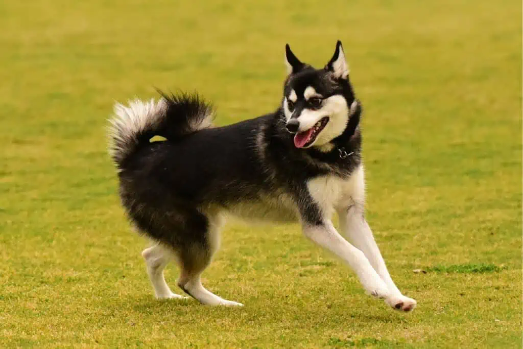 Alaskan Klee Kai