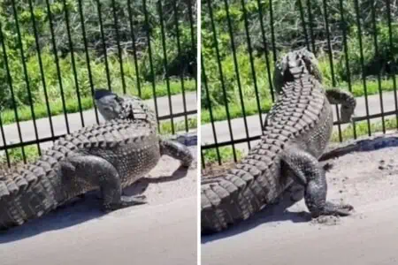 Alligator steht vor riesigem Zaun und kommt nicht darüber: Was er dann macht, ist einfach irre