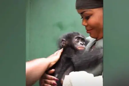 Baby-Affe wird von Schwarzmarkthändlern entführt - doch diese Begegnung wendet sein Schicksal