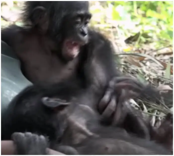 Quelle: Youtube - Les Amis Des Bonobos - Lola Ya Bonobo