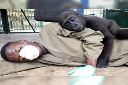 Baby-Gorilla aus Gefangenschaft gerettet: Seine Reaktion zeigt, wie sehr er sich nach Liebe sehnt