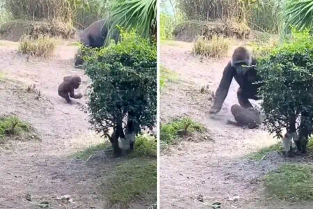 Baby-Gorilla rollt einen Abhang herunter - Die besorgte Reaktion seiner Mutter erwärmt alle Herzen