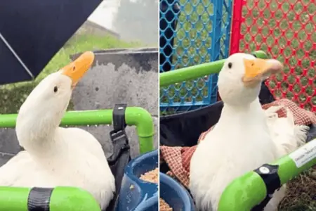 Behinderte Ente erlebt zum ersten Mal Regen – So herzergreifend ist ihre Reaktion